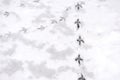 Traces of bird paws on the snow. Winter background Royalty Free Stock Photo