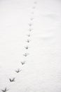 Traces of a bird in the snow Royalty Free Stock Photo