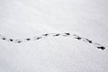 Traces of a bird in the snow Royalty Free Stock Photo