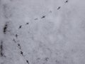 Traces of birds in the snow