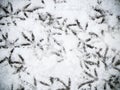 traces of birds in the snow, feeding pigeons in the winter