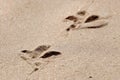 Traces of birds on the yellow sand closeup