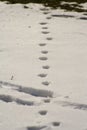 Traces of cat and dog on snow Royalty Free Stock Photo