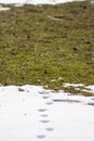 Traces of cat and dog on the snow Royalty Free Stock Photo