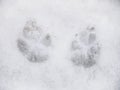 Traces of cat paws in the snow