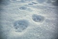 Traces of cat paws on the snow