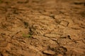 Cracked soil in the summer. Royalty Free Stock Photo