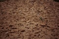 Cracked soil in the summer. Royalty Free Stock Photo