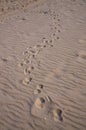 Traces of a dog from the paws on the sand of the Gulf of Riga