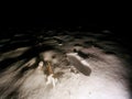 Traces of feet in powder snow. Frozen straw of grass covered with frost. Dark chilly night. Royalty Free Stock Photo