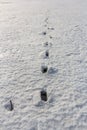 Traces in the field in loose snow Royalty Free Stock Photo