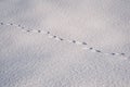 Traces of fox in the snow Royalty Free Stock Photo