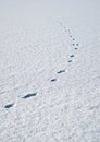 Traces in fresh loose snow