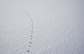 Traces in fresh loose snow Royalty Free Stock Photo