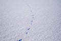 Traces in fresh loose snow