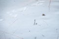 Traces of a hare and a fox chasing him on white snow in the forest. Traces of animals in snow. Hare, wolf, fox, dog, cat paws Royalty Free Stock Photo