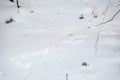 Traces of a hare and a fox chasing him on white snow in the forest. Traces of animals in snow. Hare, wolf, fox, dog, cat paws Royalty Free Stock Photo