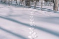 Traces of a hare in the snow. Traces of animals in the forest in winter. Winter trail. T Royalty Free Stock Photo