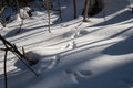 Traces of hare on snow in forest Royalty Free Stock Photo