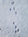 Traces of a hare in the snow