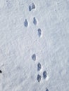 Traces of a hare