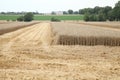 Traces of a harvester passing through a wheat field Royalty Free Stock Photo