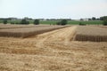 Traces of a harvester passing through a wheat field Royalty Free Stock Photo