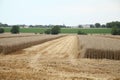 Traces of a harvester passing through a wheat field Royalty Free Stock Photo