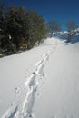 Traces Of Hiker With Snowshoes Prints In The Fresh Snow