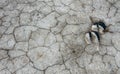 Traces of the hooves of a wild animal on the cracked dry muddy bottom of the Kuyalnik estuary Royalty Free Stock Photo