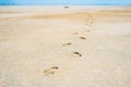 Traces of human legs stretching into the sand on the coastal shallows of the salty lake Baskunchak Royalty Free Stock Photo