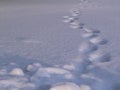 The path through the snowdrifts. Winter landscape White snow background. Royalty Free Stock Photo