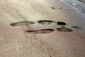 Traces of a man and a woman on wet sand Royalty Free Stock Photo