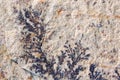 Closeup of manganese on sandstone Royalty Free Stock Photo