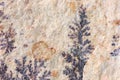 Closeup of manganese on sandstone Royalty Free Stock Photo