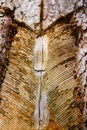 Traces and notches on the trunk of the tree after the collection of pine resin. Royalty Free Stock Photo