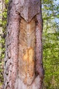 Traces and notches on the trunk of the tree after the collection of pine resin. Royalty Free Stock Photo