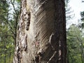 Traces and notches on the trunk of the tree after the collection of pine resin by the villagers.