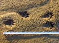 Otter footprint in mud Royalty Free Stock Photo