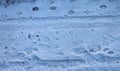 Traces of people, dogs, cats and cars in the snow Royalty Free Stock Photo