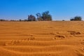 Traces of people on the wind ripples in the Sahara with a green acacia bush and camels in the background