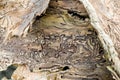 Traces of the pest on the bark of a tree in the form of Nazca lines. Abstract background