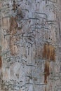 Traces of a pest on a tree bark closeup. Damaged wood by bark beetle. Royalty Free Stock Photo