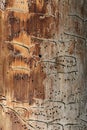 Traces of a pest on a tree bark closeup. Damaged wood by bark beetle. Royalty Free Stock Photo