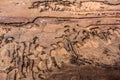 Traces of a pest on a tree bark closeup. Damaged wood by bark beetle