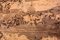Traces of a pest on a tree bark closeup. Damaged wood by bark beetle