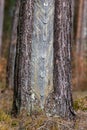 Traces of resinizing on the coniferous bark. Damaged tree bark when resin is obtained Royalty Free Stock Photo