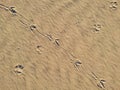 Bird footprints in the sand