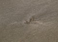 Traces of a seagull on the sand by the sea Royalty Free Stock Photo