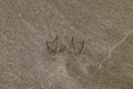 Traces of a seagull on the sand by the sea Royalty Free Stock Photo